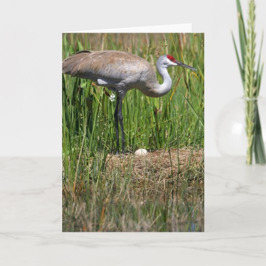 De Kraan van Sandhill & de notakaart van het Ei Kaart (Voorkant)