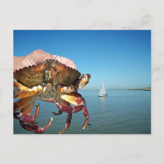 De krab en de zeilboot, postkaart (Voorkant)