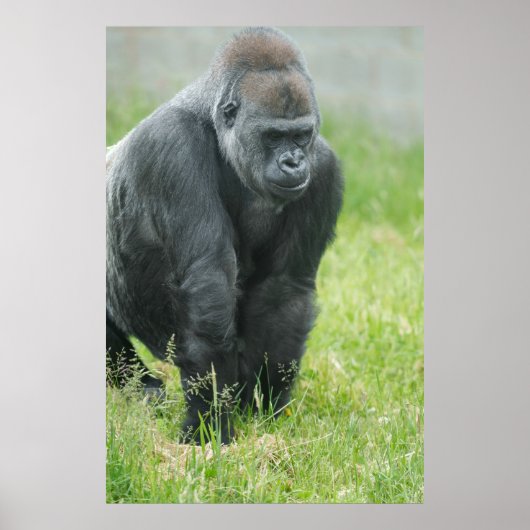 De kracht en het evenwicht van Ozala Poster (Voorkant)