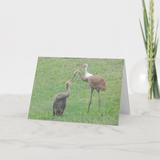 De Kranen van Sandhill Kaart (Voorkant)