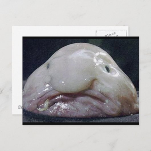 De kreeft briefkaart (Voorkant / Achterkant)