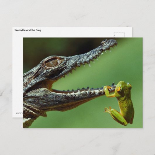 De krokodil en de kikker briefkaart (Voorkant / Achterkant)