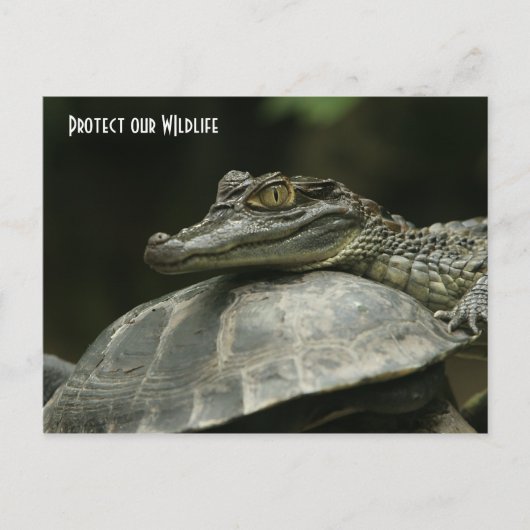 De krokodil en de schildpadkaart briefkaart (Voorkant)