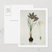 De Krokus van de saffraan van "Phytographie Briefkaart (Voorkant / Achterkant)