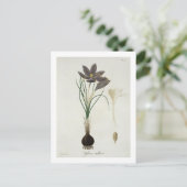 De Krokus van de saffraan van "Phytographie Briefkaart (Staand voorkant)