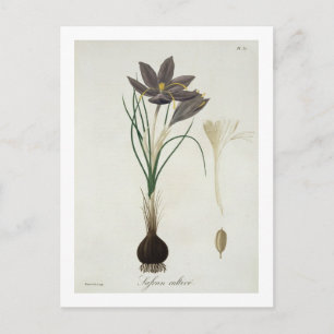 De Krokus van de saffraan van "Phytographie Briefkaart