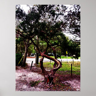 De Kromme Boom 1123 Poster