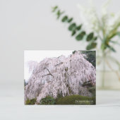 De kruipende kersenboom, Ōno-ji-tempel Briefkaart (Staand voorkant)