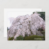 De kruipende kersenboom, Ōno-ji-tempel Briefkaart (Voorkant / Achterkant)