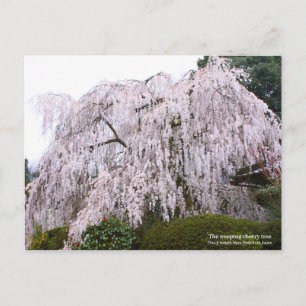 De kruipende kersenboom, Ōno-ji-tempel Briefkaart