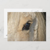 De krullen hebben het Amerikaanse krullende paard Briefkaart (Voorkant / Achterkant)