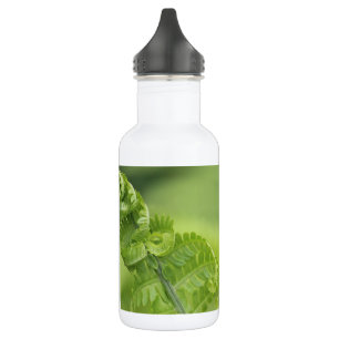 De krullende Bladeren van de Varen, Groen, Vage Waterfles