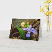 De kuif Dwerg blauwe paarse witte bloem van de Kaart (Gele Bloem)