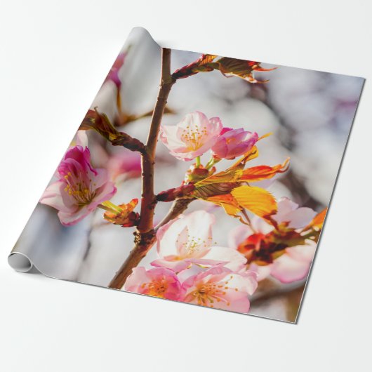 De kunst van Cherry Blossoming op zonnige dag Cadeaupapier (Uitgerold)
