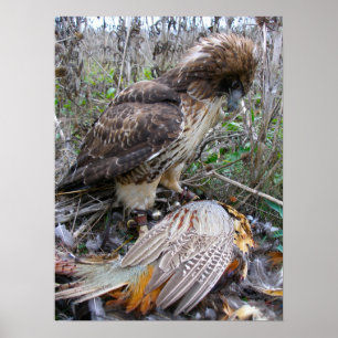 De kunst van de Falconry: Red Tailed Hawk op fazan Poster