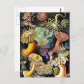 de kunst van de Natuur door Ernst Haeckel Briefkaart (Voorkant / Achterkant)