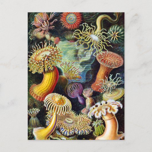 de kunst van de Natuur door Ernst Haeckel Briefkaart (Voorkant)