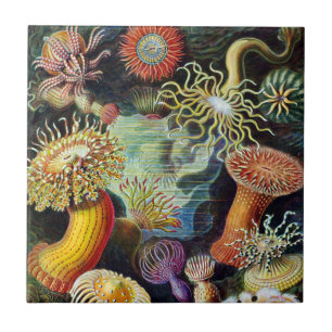 De kunst van de Natuur door Ernst Haeckel Tegeltje
