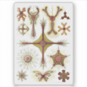De kunst van de Natuur Ernst Haeckel Discoidea Sticker (Voorkant)
