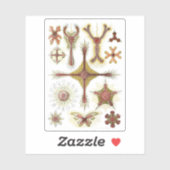 De kunst van de Natuur Ernst Haeckel Discoidea Sticker (Vel)
