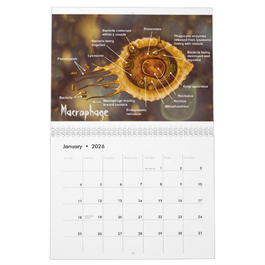 De kunst van de wetenschap #3 kalender (Jan 2026)