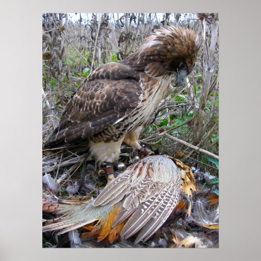 De kunst van Falconry: Red Tailed Hawk op fazant 2 Poster (Voorkant)
