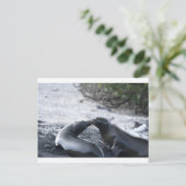 De kus briefkaart (Staand voorkant)