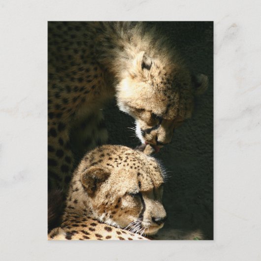 De kus briefkaart (Voorkant)