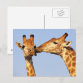 De kus briefkaart (Voorkant / Achterkant)