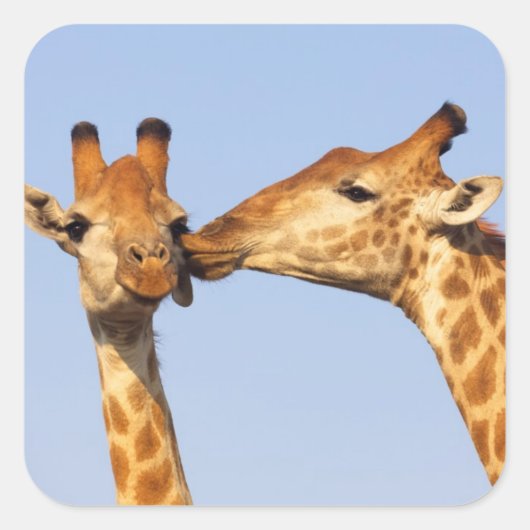 De kus vierkante sticker (Voorkant)