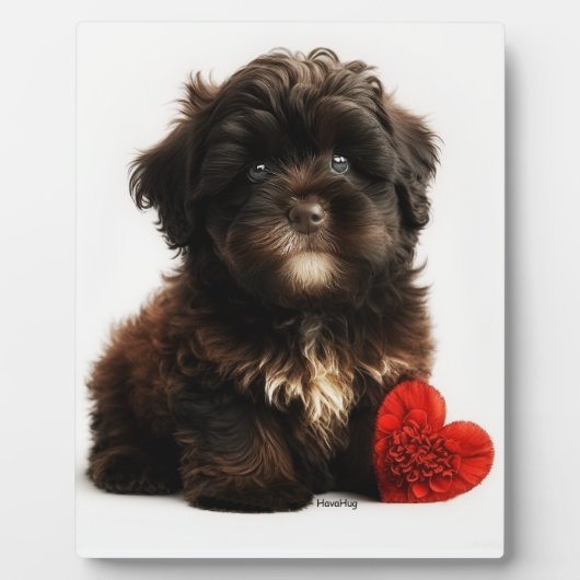 De Kutste Valentijn, Chocolate Havanese Puppy Fotoplaat (Voorkant)