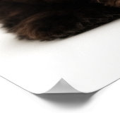 De Kutste Valentijn, Chocolate Havanese Puppy Poster (Hoek)