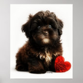 De Kutste Valentijn, Chocolate Havanese Puppy Poster (Voorkant)