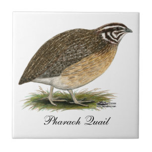 De Kwartels van de Farao van Coturnix Tegeltje