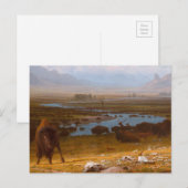De laatste buffel briefkaart (Voorkant / Achterkant)