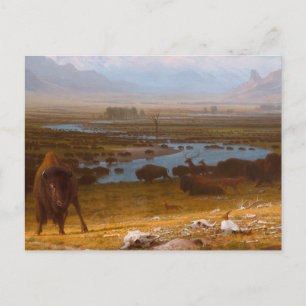 De laatste buffel briefkaart