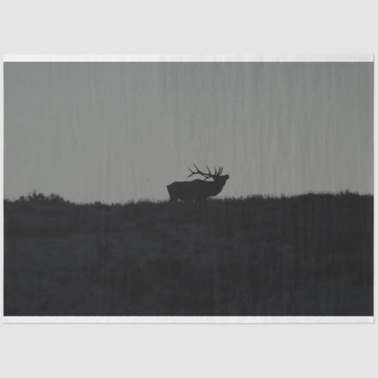 De laatste bugel tissuepapier (Voorkant)