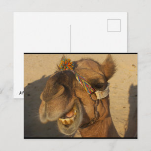 De Lachende Kameel Briefkaart