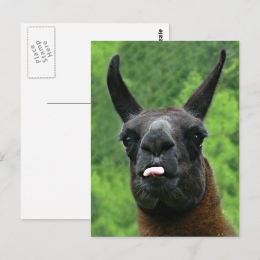 De lama plakt uit Tong bij U! Briefkaart (Voorkant / Achterkant)