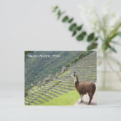 de lama van Peru Briefkaart (Staand voorkant)