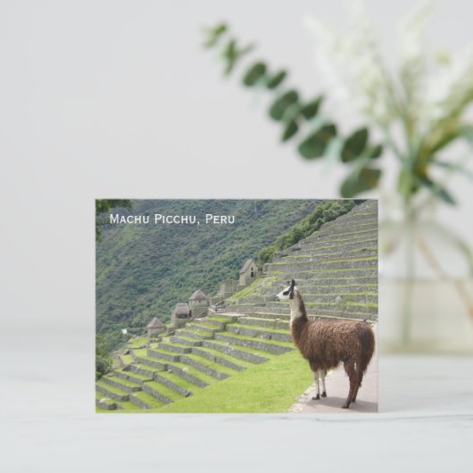 de lama van Peru Briefkaart (Staand voorkant)