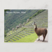 de lama van Peru Briefkaart (Voorkant)