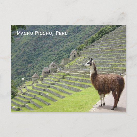 de lama van Peru Briefkaart (Voorkant)