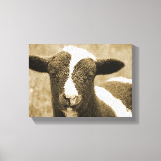De Lamb duwen Canvas Afdruk (Voorkant)