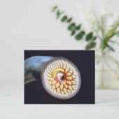 De Lamprei van het zee Briefkaart (Staand voorkant)