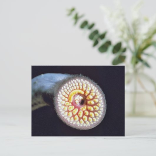 De Lamprei van het zee Briefkaart (Staand voorkant)