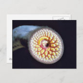 De Lamprei van het zee Briefkaart (Voorkant / Achterkant)