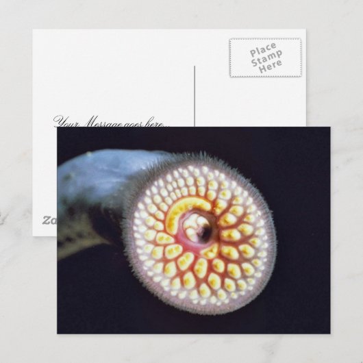 De Lamprei van het zee Briefkaart (Voorkant / Achterkant)