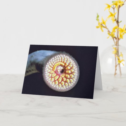 De Lamprei van het zee Kaart (Gele Bloem)