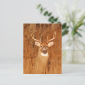 De lange nek van de oude Mule Deer Buck Briefkaart (Staand voorkant)